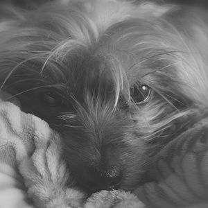 Meet your Posher, toomanyvetbills